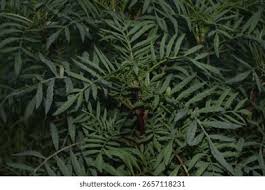 Attēlu rezultāti vaicājumam “Tagetes leaf”