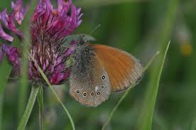 Attēlu rezultāti vaicājumam “Coenonympha glycerion underside”