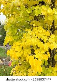 Attēlu rezultāti vaicājumam “Celastrus flagellaris”