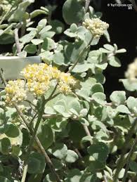 Image result for Helichrysum lindleyii