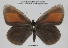 Attēlu rezultāti vaicājumam “Erebia ligea upperside”