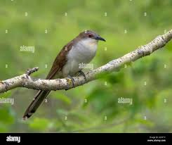 Image result for Coccyzus erythropthalmus