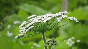 Attēlu rezultāti vaicājumam “Heracleum sosnowskyi”