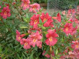 Image result for Mimulus x hybrida
