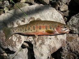 Image result for Oncorhynchus clarkii