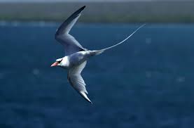 Image result for Phaethon aethereus