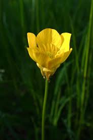Attēlu rezultāti vaicājumam “Ranunculus bulbosus flower”