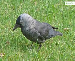 Attēlu rezultāti vaicājumam “Corvus monedula adult”