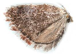 Attēlu rezultāti vaicājumam “Euphydrias aurinia underside”