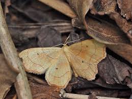 Attēlu rezultāti vaicājumam “Idaea emarginata”