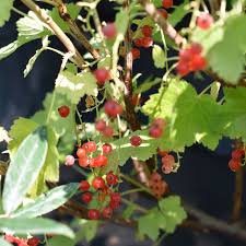 Attēlu rezultāti vaicājumam “Ribes rubrum”