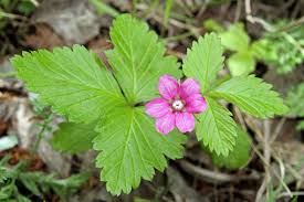 Attēlu rezultāti vaicājumam “Rubus arcticus flower”