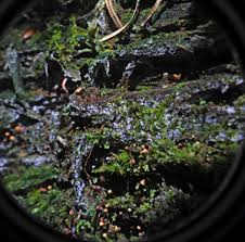 Attēlu rezultāti vaicājumam “Cribraria costata spores”