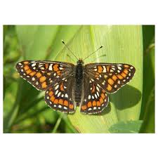 Attēlu rezultāti vaicājumam “Euphydryas maturna larva”