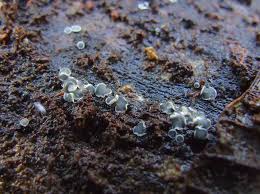 Attēlu rezultāti vaicājumam “Mollisia uda”