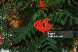 Attēlu rezultāti vaicājumam “Sorbus aucuparia leaf”