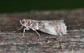 Attēlu rezultāti vaicājumam “Acrobasis advenella”