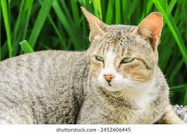 Attēlu rezultāti vaicājumam “Felis silvestris catus adult”