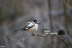 Image result for Lanius nubicus