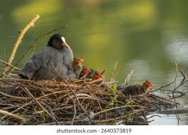 Attēlu rezultāti vaicājumam “Fulica atra nest”