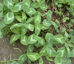 Attēlu rezultāti vaicājumam “Trifolium pratense leaf”