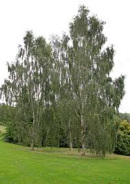 Attēlu rezultāti vaicājumam “Betula pendula var. carelica”