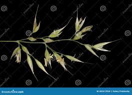 Attēlu rezultāti vaicājumam “Calamagrostis arundinacea leaf”