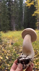 Attēlu rezultāti vaicājumam “Asterophora lycoperdoides”