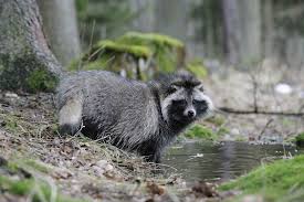 Attēlu rezultāti vaicājumam “Nyctereutes procyonoides”