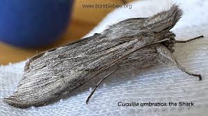 Attēlu rezultāti vaicājumam “Cucullia umbratica”