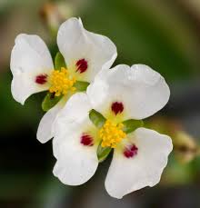 Attēlu rezultāti vaicājumam “Alismataceae”