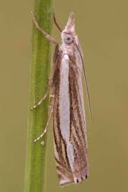 Attēlu rezultāti vaicājumam “Crambus silvella”