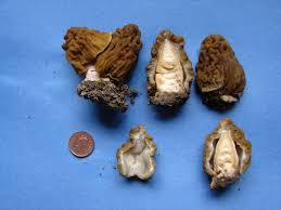 Attēlu rezultāti vaicājumam “Verpa bohemica”