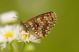 Attēlu rezultāti vaicājumam “Mellicta athalia underside”