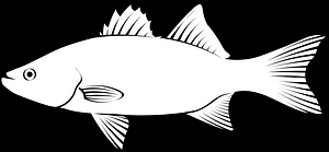 Image result for Morone chrysops