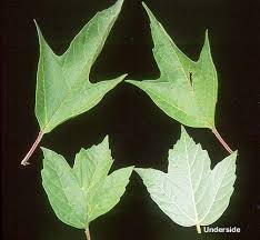 Attēlu rezultāti vaicājumam “Viburnum opulus leaf”