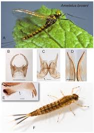 Attēlu rezultāti vaicājumam “Ephemeroptera”