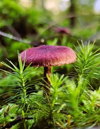 Attēlu rezultāti vaicājumam “Cortinarius sanguineus”