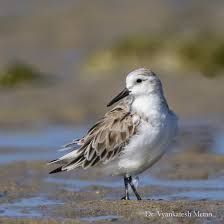 Attēlu rezultāti vaicājumam “Calidris alba”