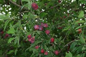 Attēlu rezultāti vaicājumam “Prunus cerasifera fruit”