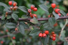 Attēlu rezultāti vaicājumam “Cotoneaster multiflorus fruit”