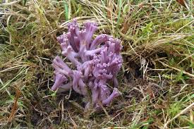 Attēlu rezultāti vaicājumam “Clavaria zollingeri”