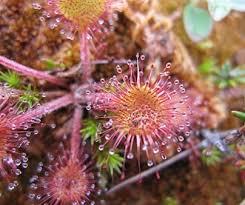 Attēlu rezultāti vaicājumam “Drosera rotundifolia fruit”
