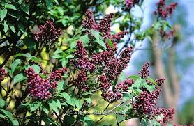 Attēlu rezultāti vaicājumam “Syringa vulgaris fruit”
