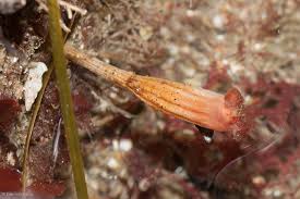 Attēlu rezultāti vaicājumam “Scardia boletella exuvia”