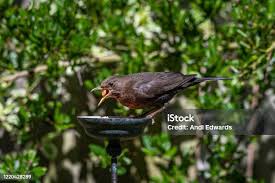 Attēlu rezultāti vaicājumam “Turdus merula female”