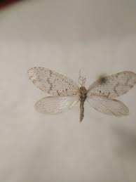 Attēlu rezultāti vaicājumam “Hemerobius perelegans”