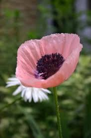 Image result for Papaver orientale