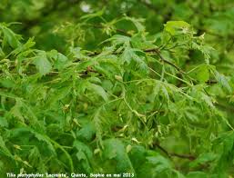 Attēlu rezultāti vaicājumam “Tilia platyphyllos Laciniata”