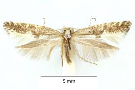 Attēlu rezultāti vaicājumam “Argyresthia semifusca”